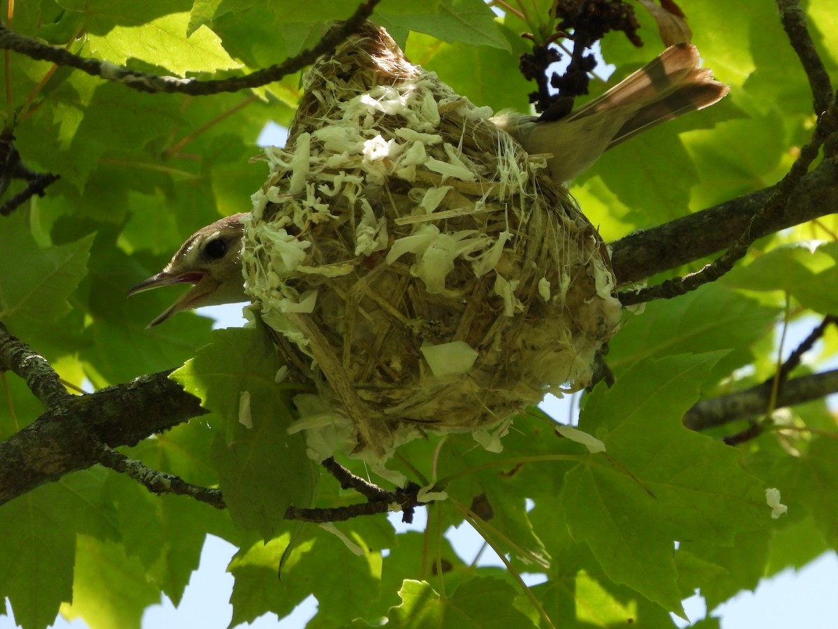 Warbling Vireo - ML637020094
