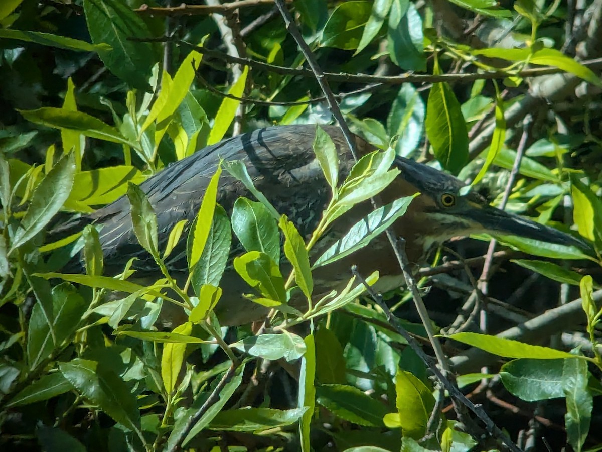 Grünreiher - ML637020245
