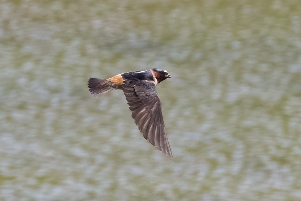 Cliff Swallow - ML637020272