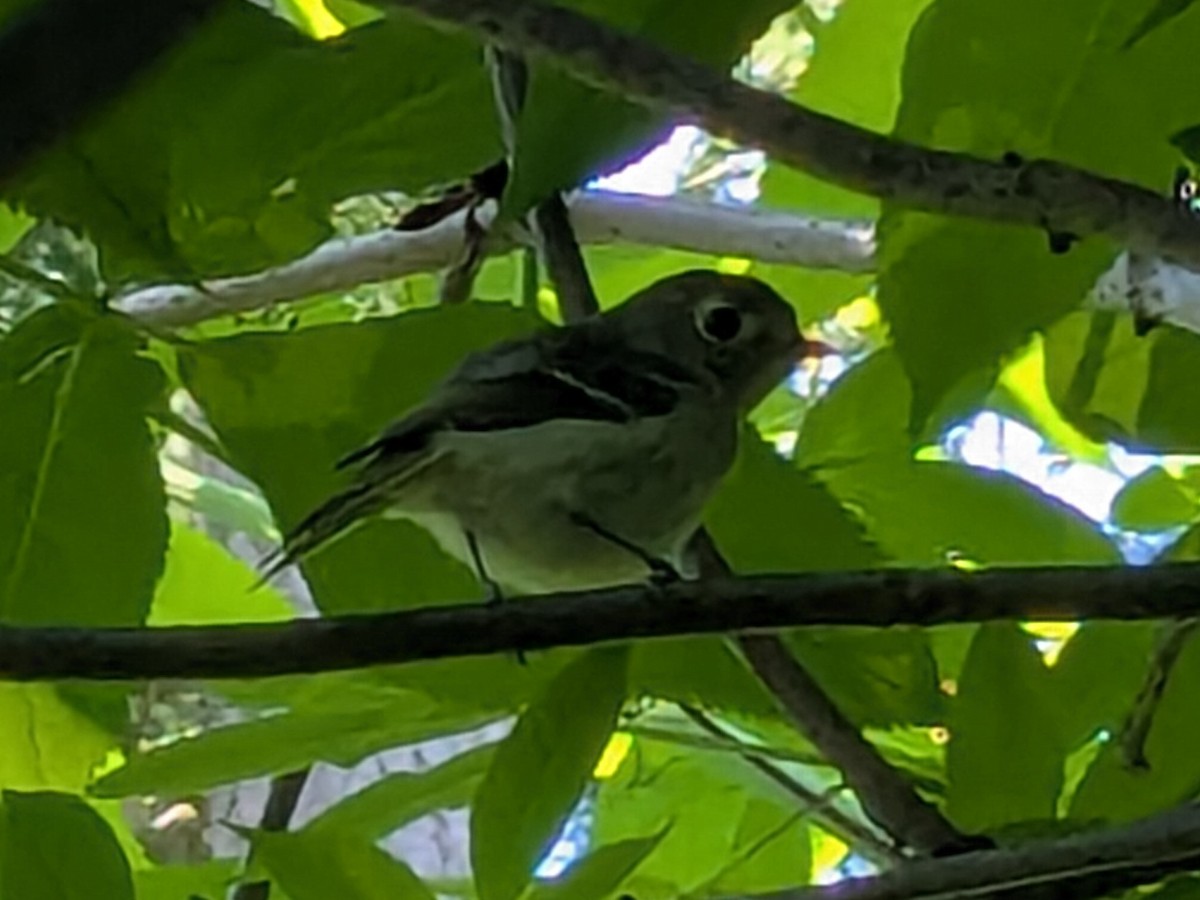 Huttonvireo - ML637020353
