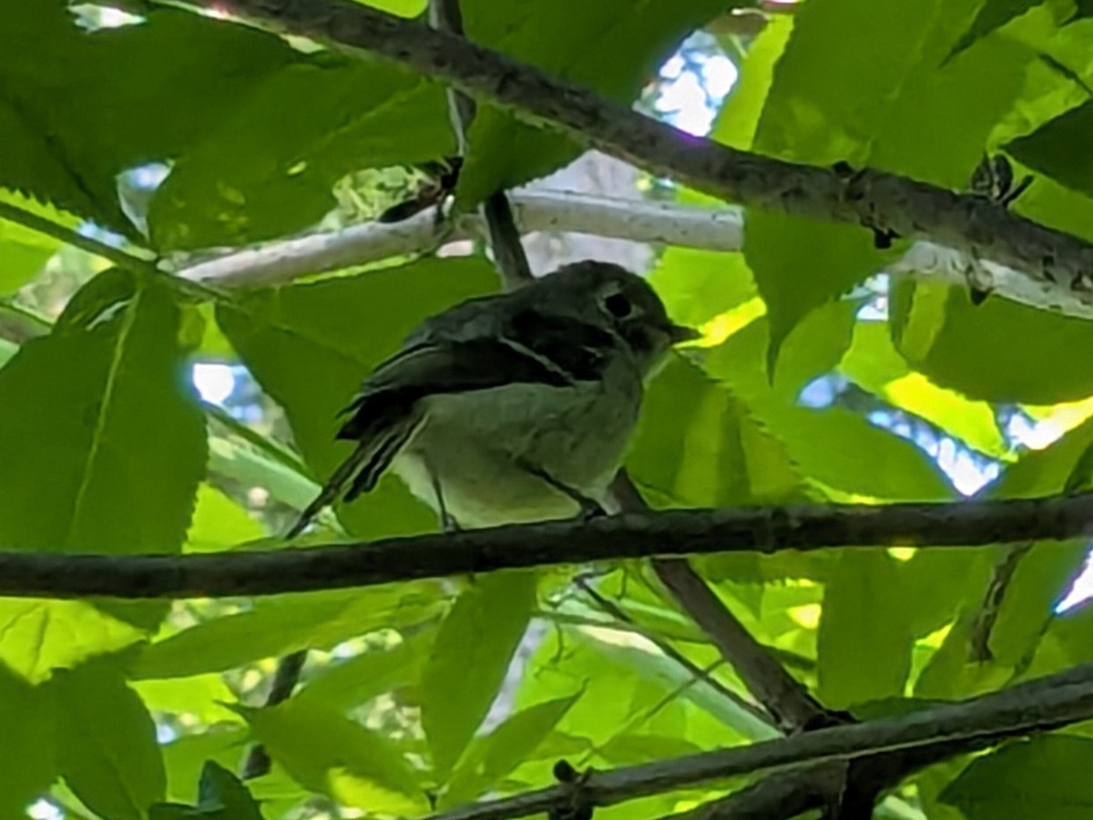 Huttonvireo - ML637020355