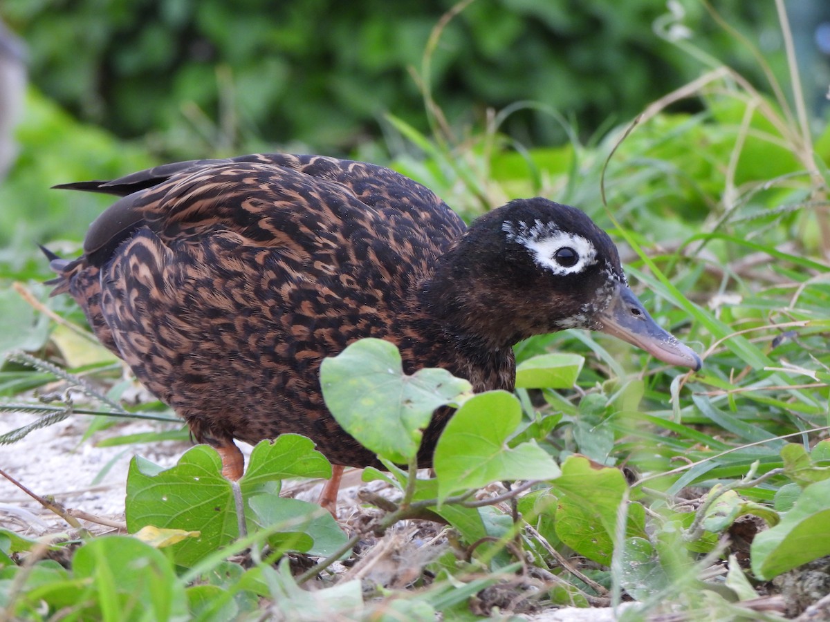 Laysan Duck - ML637020430