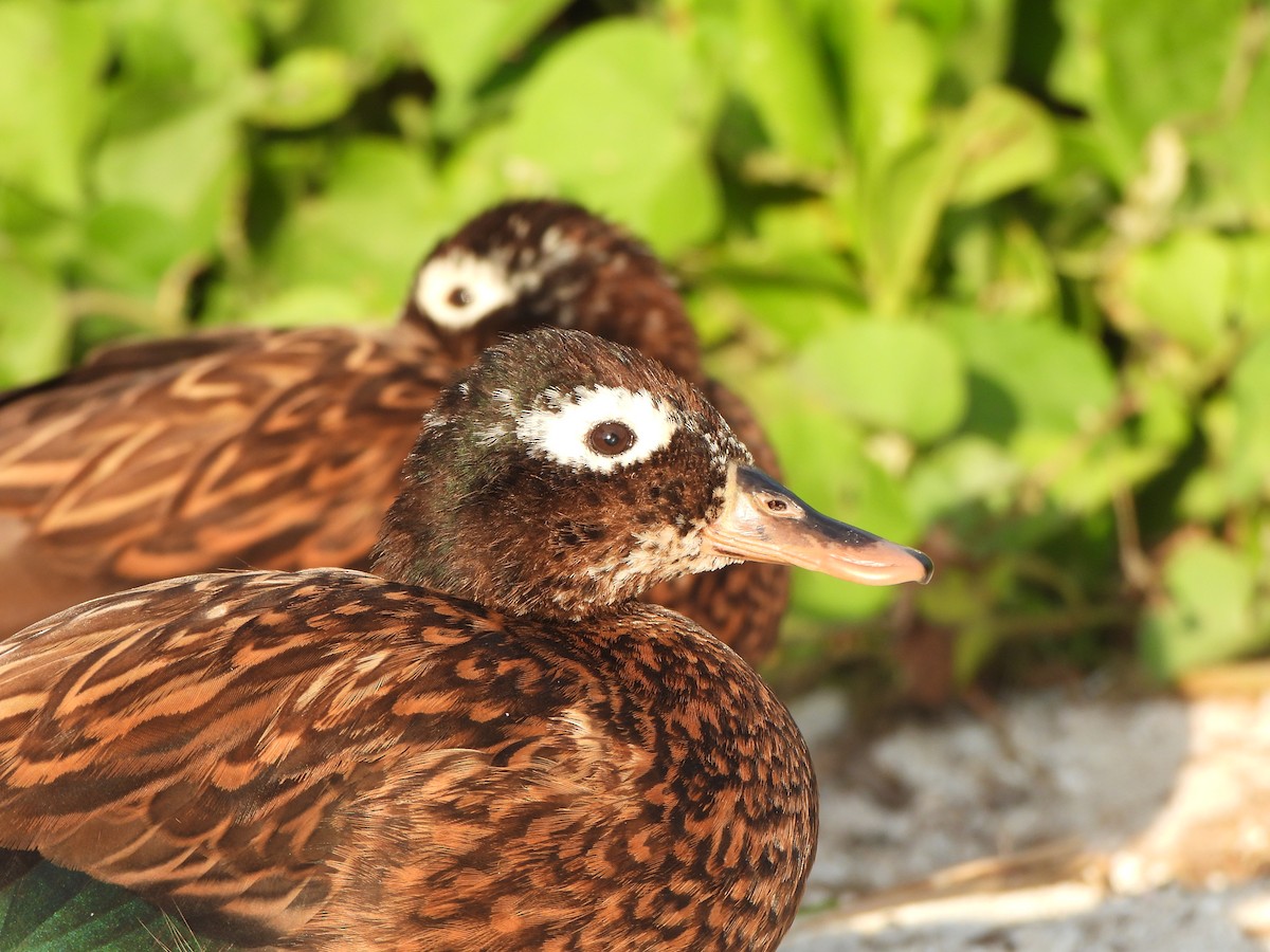 Laysan Duck - ML637020434
