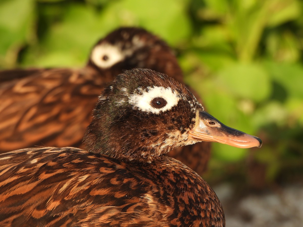 Laysan Duck - ML637020439
