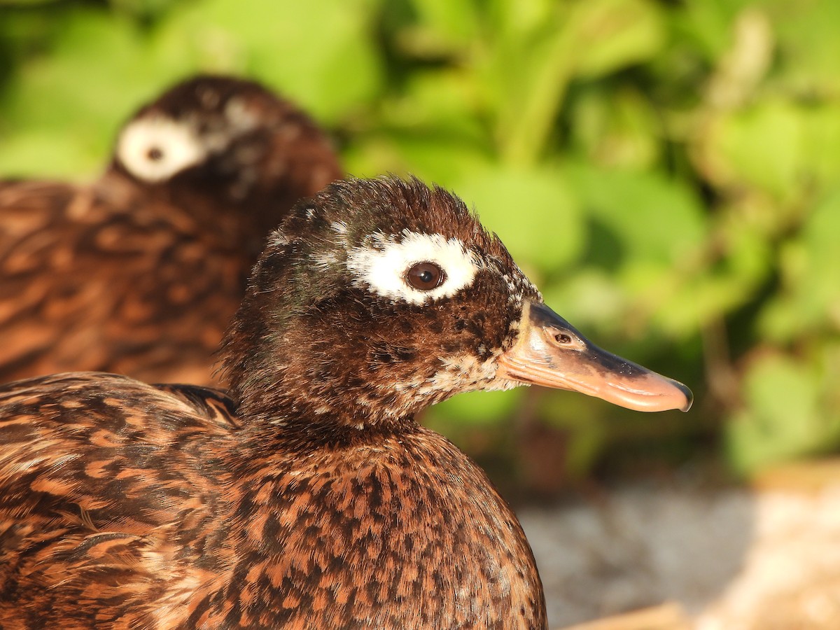 Laysan Duck - ML637020442