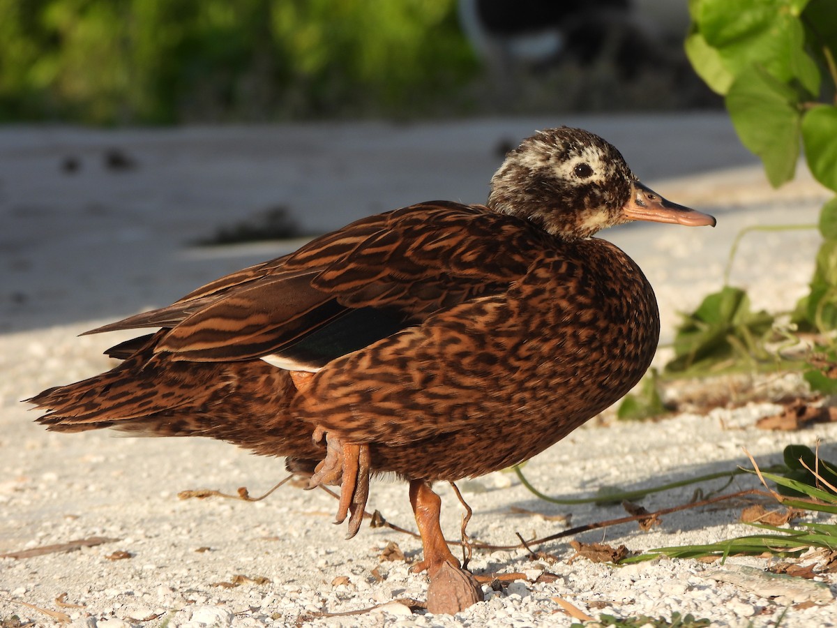 Laysan Duck - ML637020469
