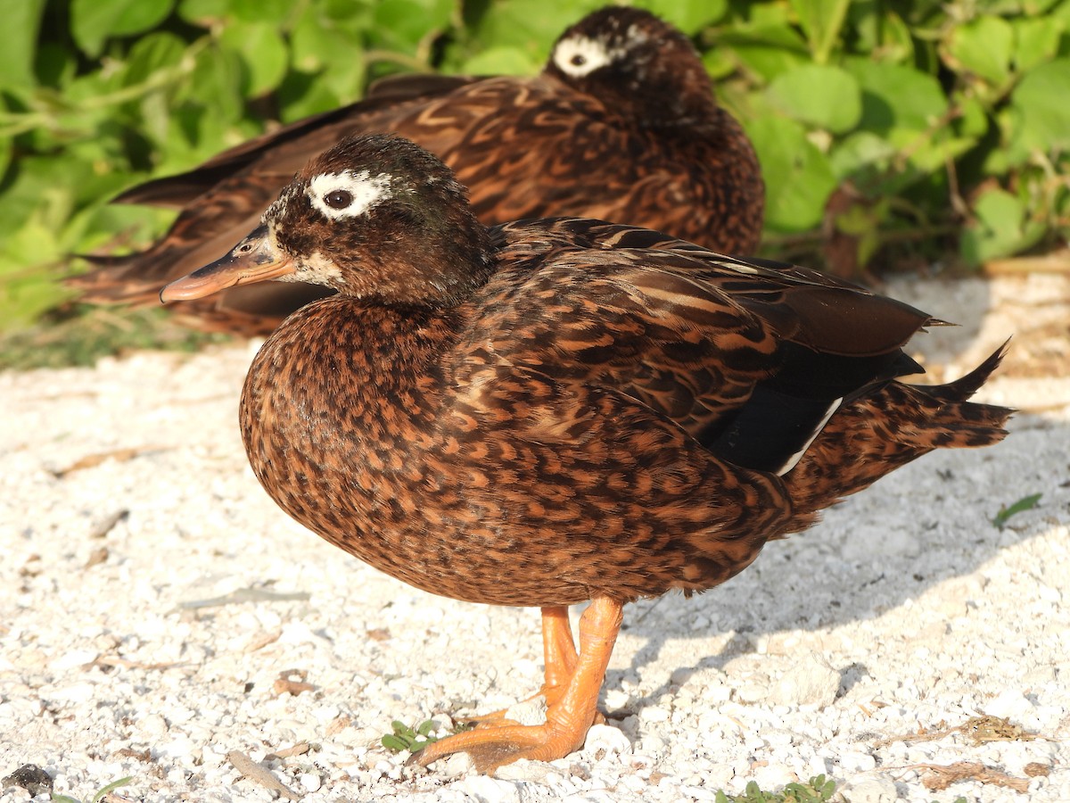 Laysan Duck - ML637020472