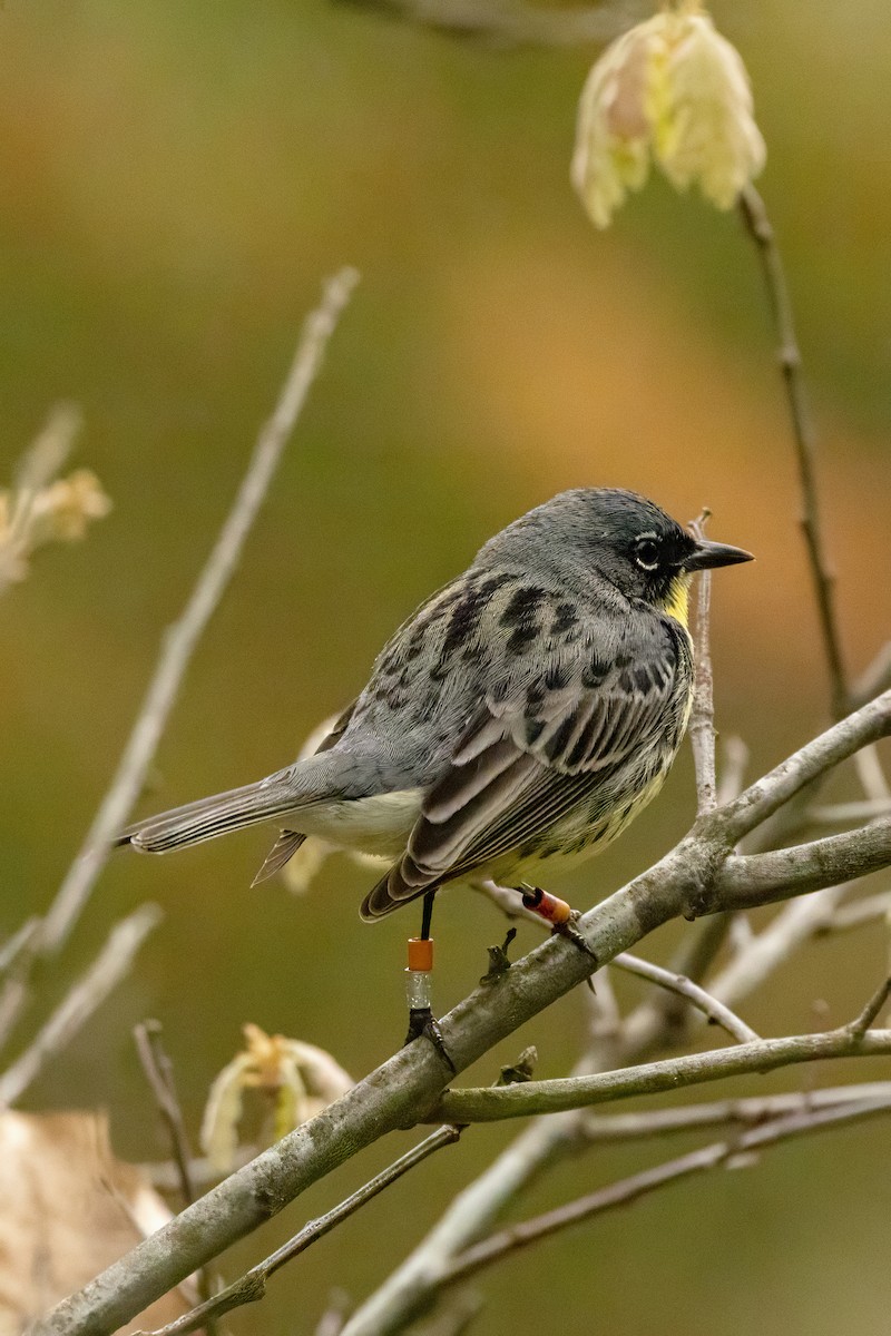 Kirtland's Warbler - ML637020481