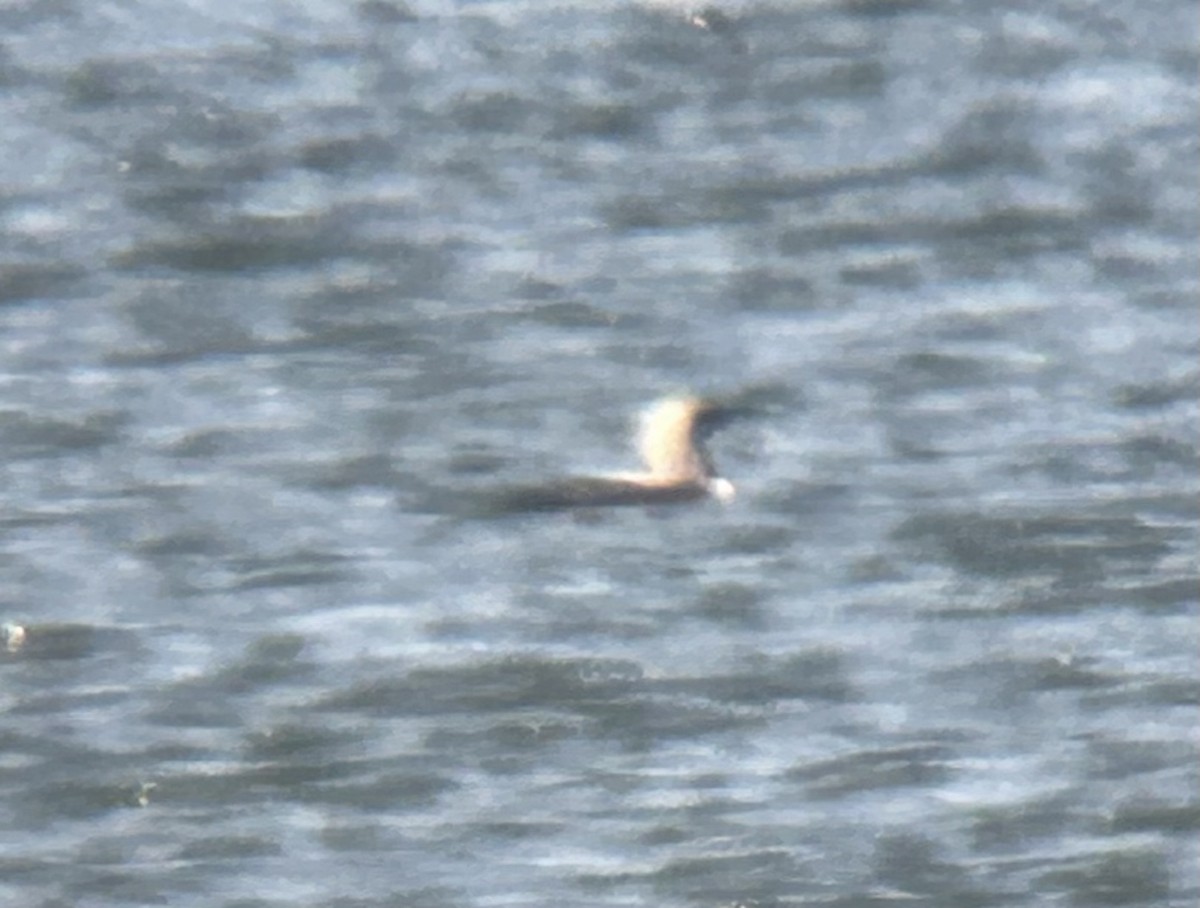 Pacific Loon - ML637020582