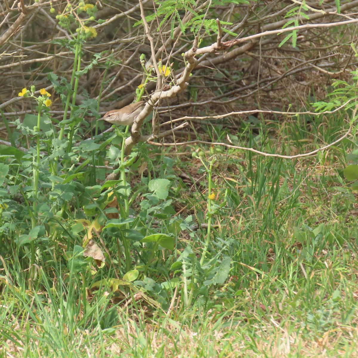 wren sp. - ML637020660