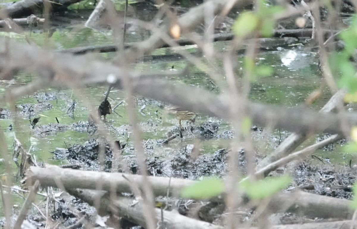 Northern Waterthrush - ML637020738