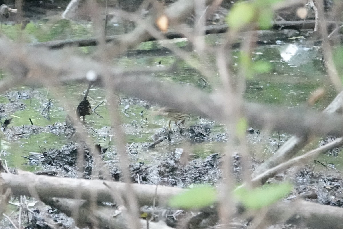 Northern Waterthrush - ML637020740