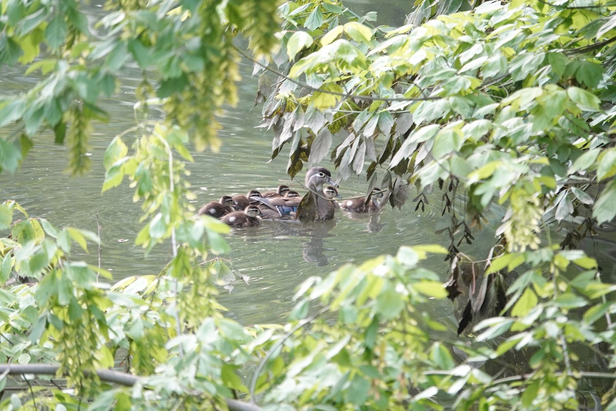 Wood Duck - ML637020764