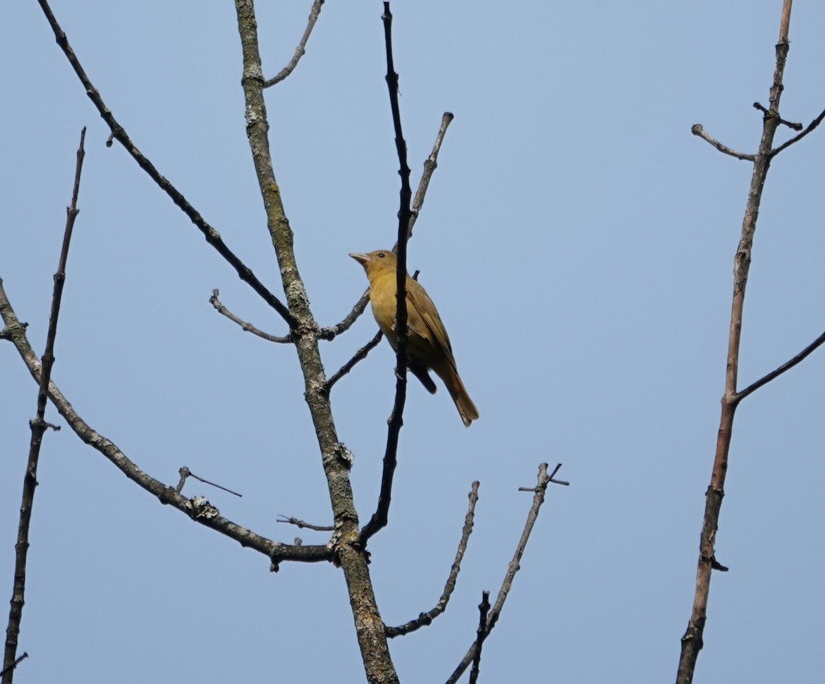 Summer Tanager - ML637020928