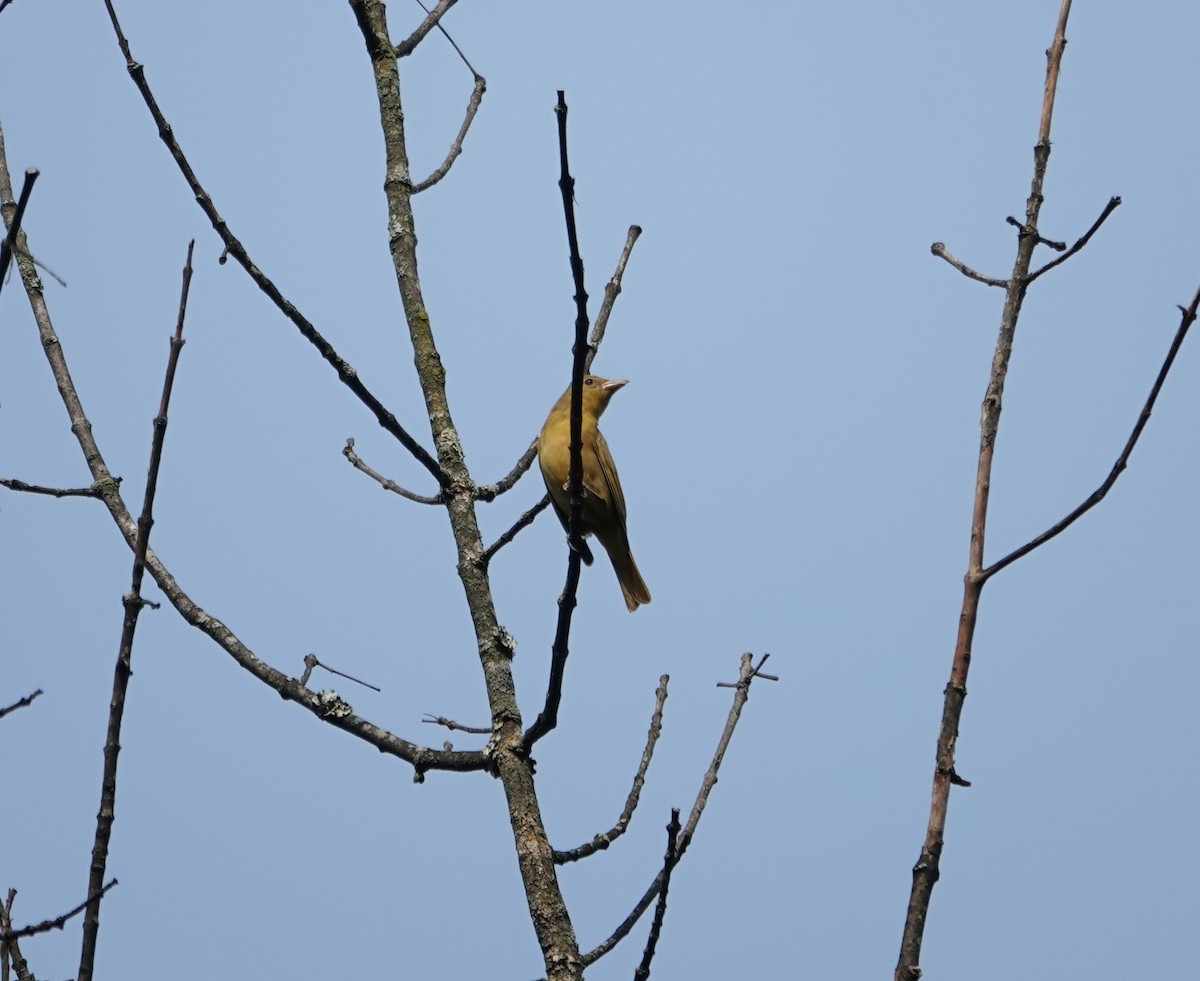 Summer Tanager - ML637020964