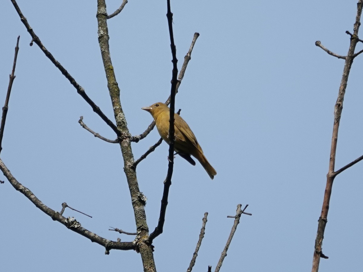 Summer Tanager - ML637020979