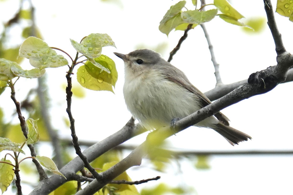 Eastern Warbling Vireo - ML637021061