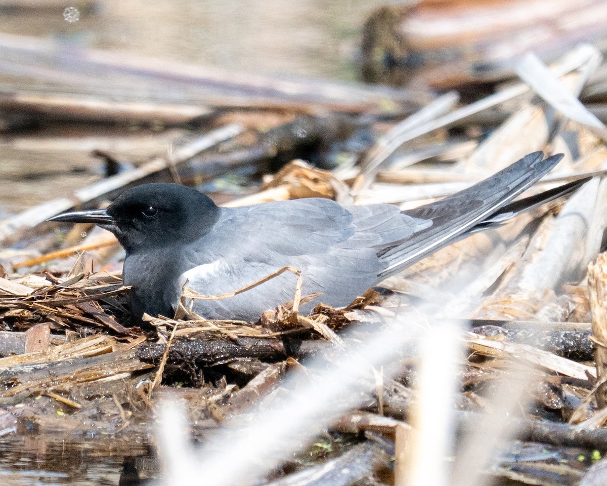 Black Tern - ML637021067