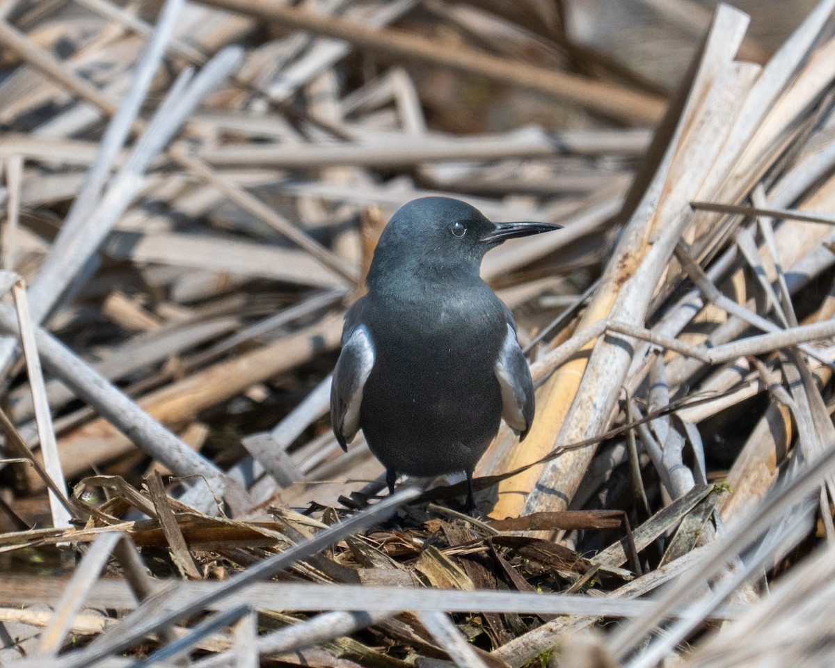 Black Tern - ML637021068