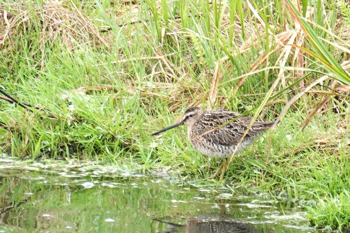 Short-billed Dowitcher - ML637021080