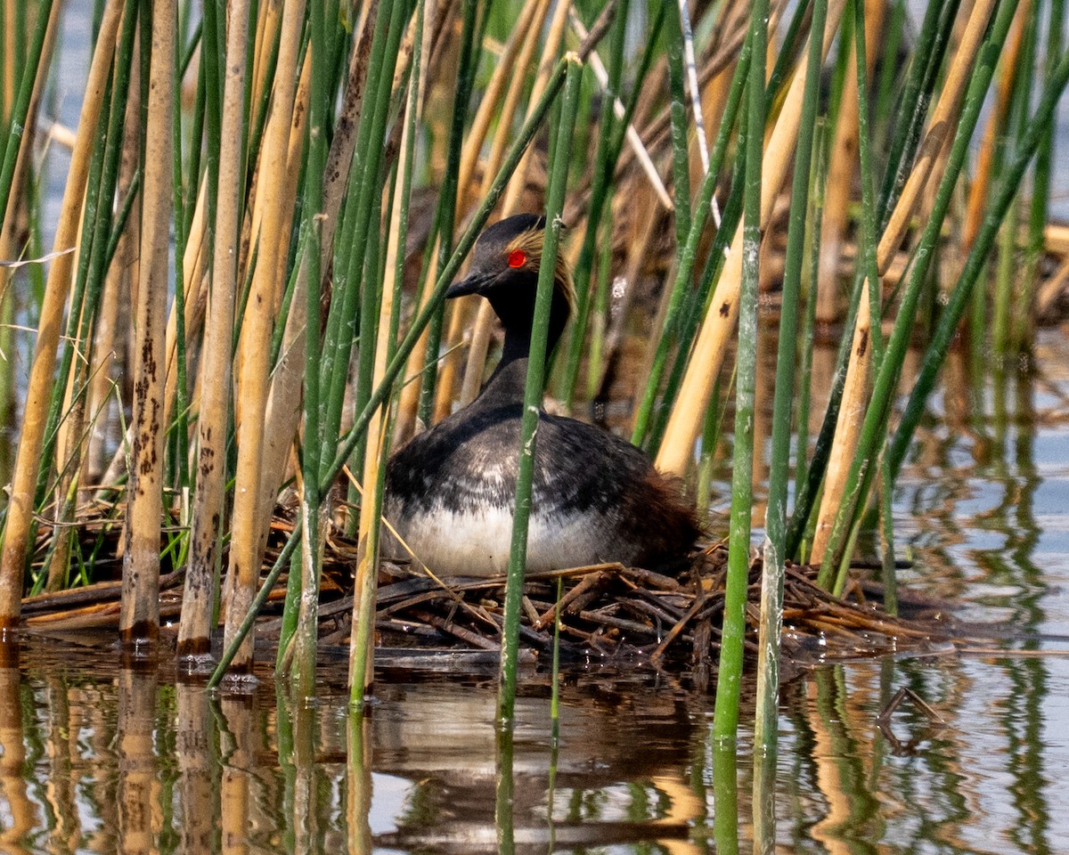 Eared Grebe - ML637021090