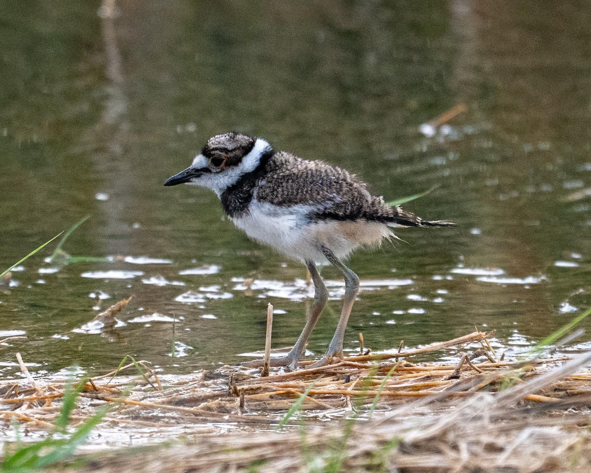 Killdeer - ML637021158