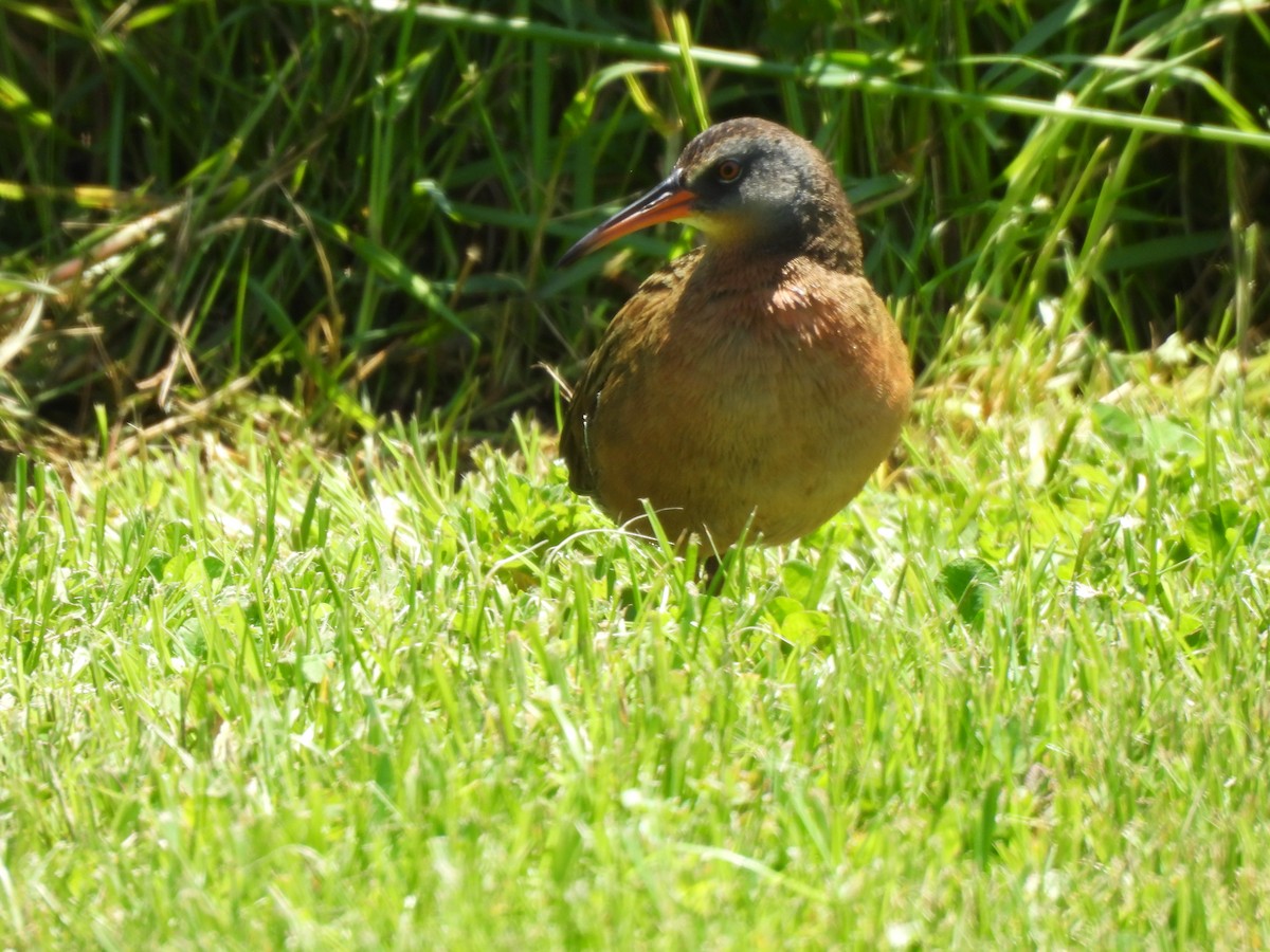 Virginia Rail - ML637021511