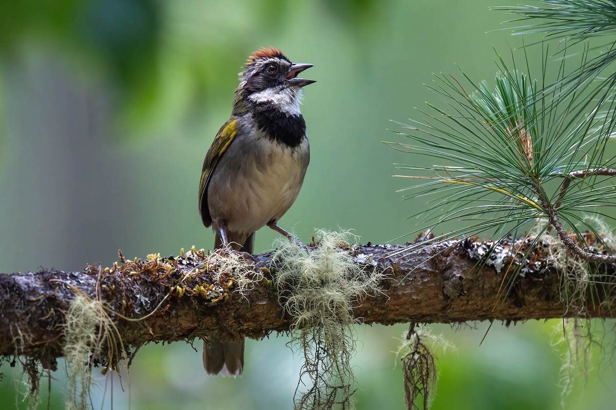 Collared Towhee - ML637021513