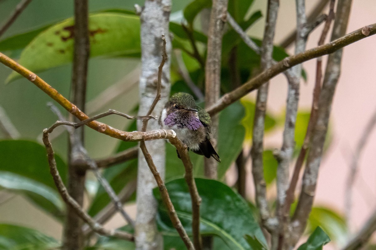 Volcano Hummingbird - ML637021527
