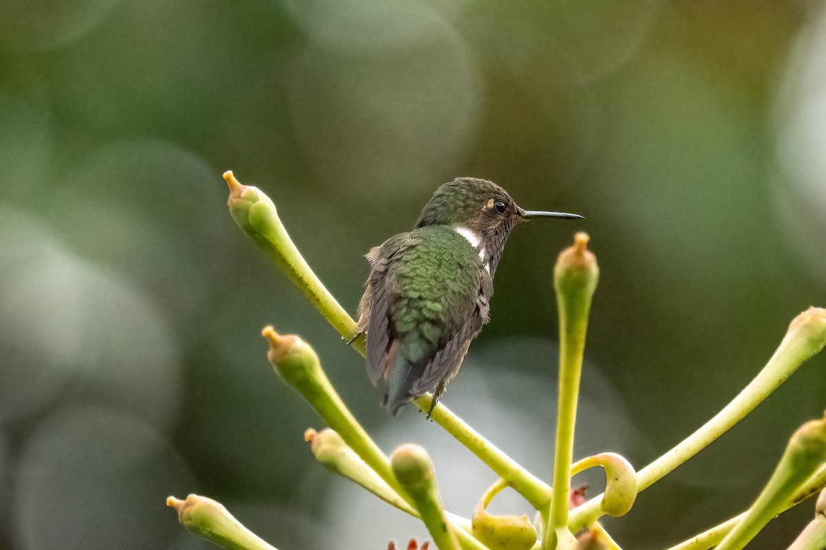 Volcano Hummingbird - ML637021646