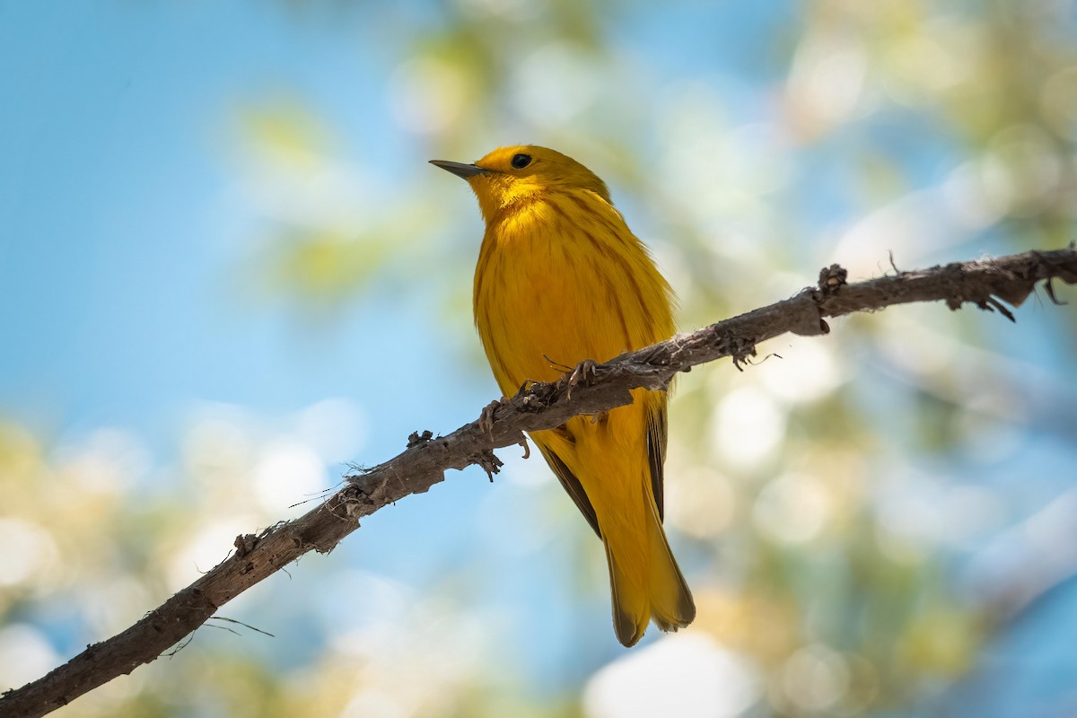 Yellow Warbler - ML637021660