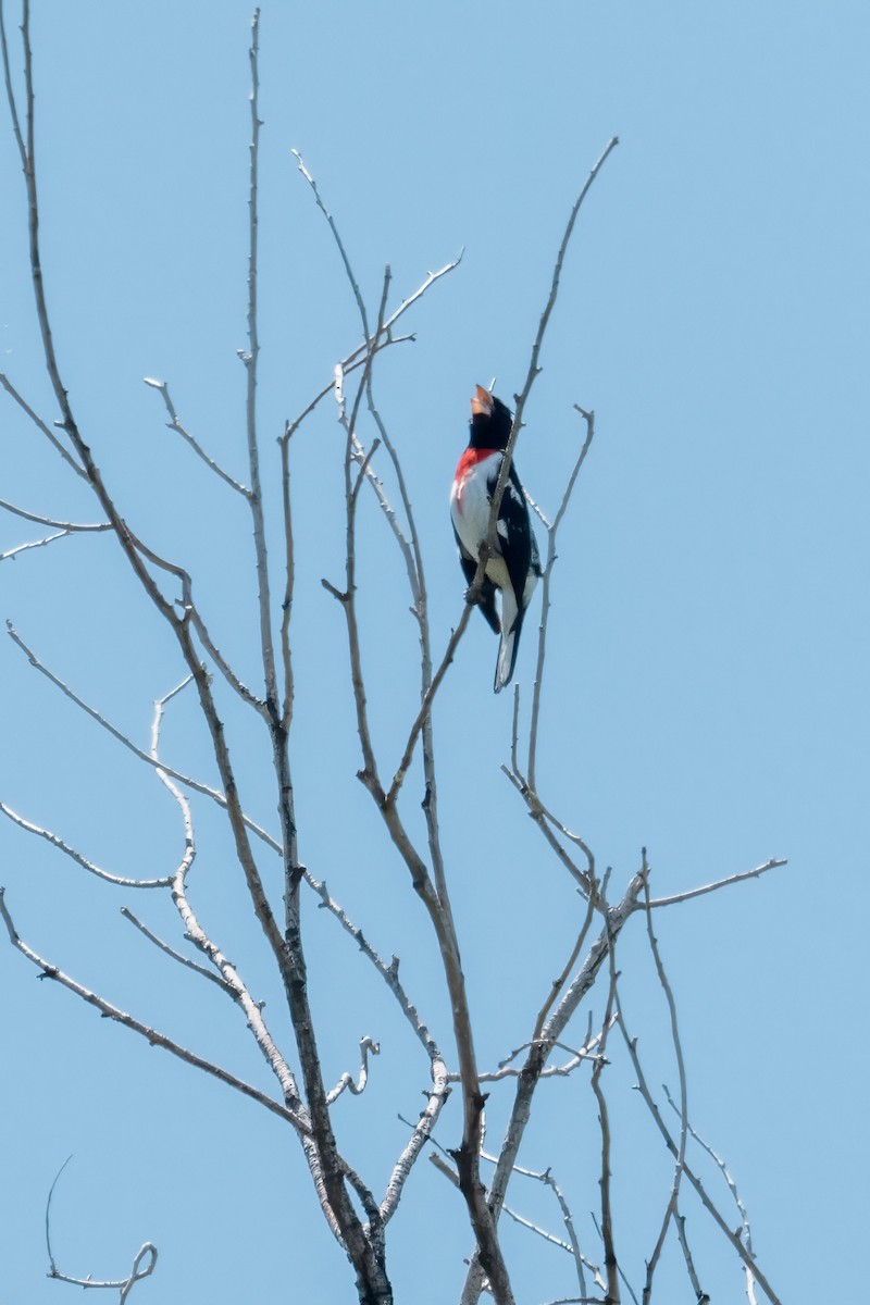 Rose-breasted Grosbeak - ML637021668