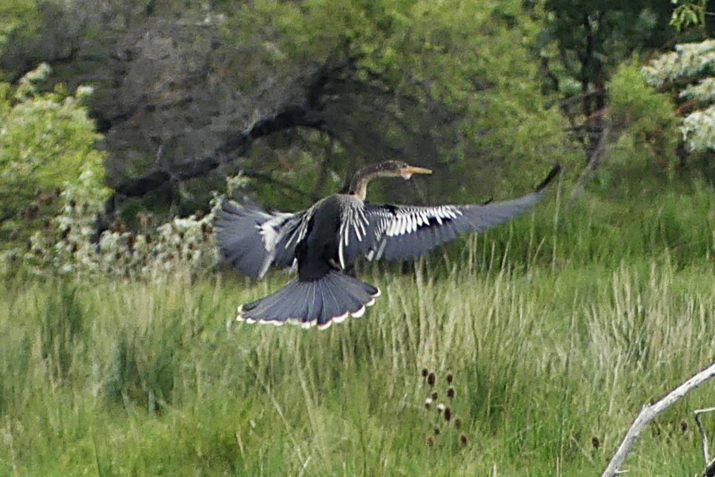 Anhinga - ML637021687