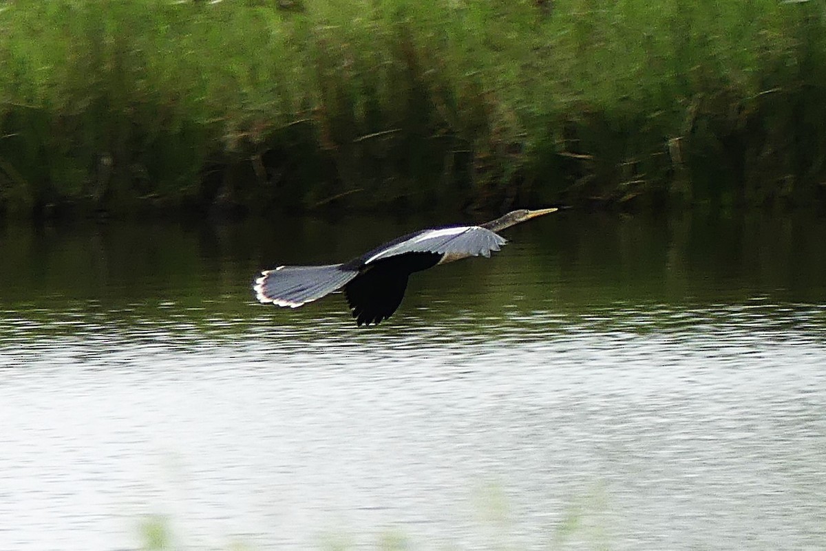 Anhinga - ML637021696