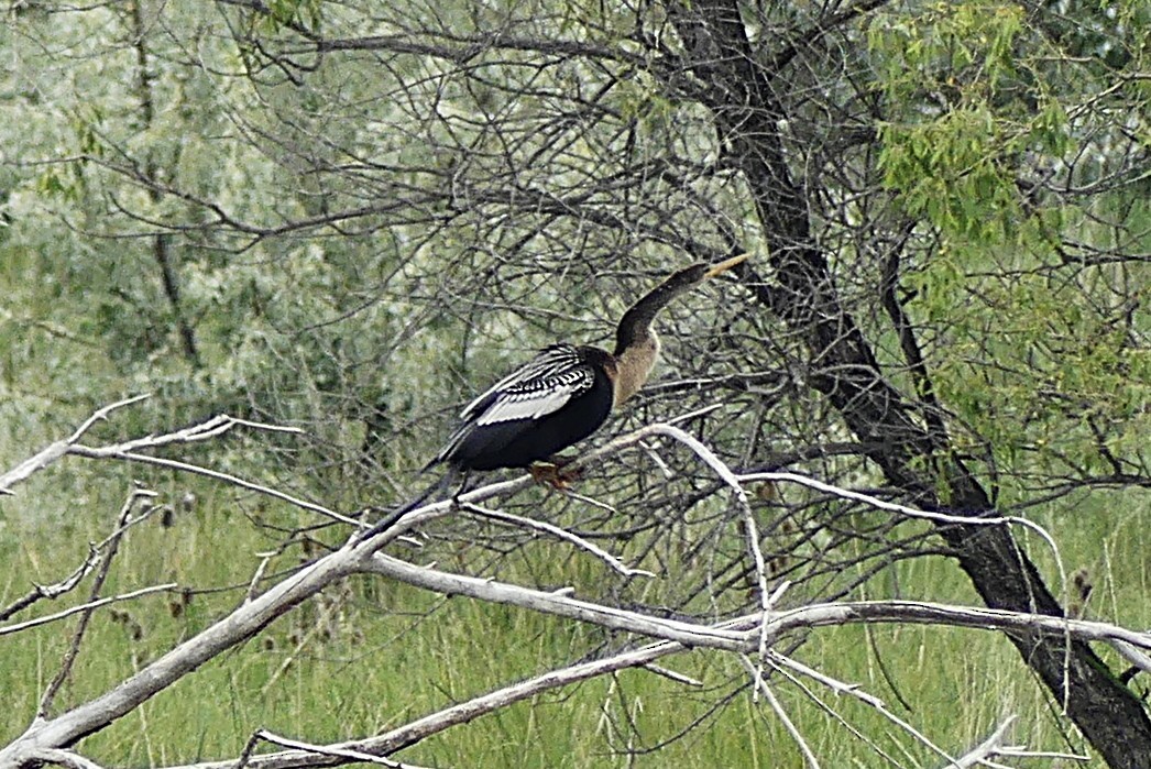 Anhinga - ML637021700