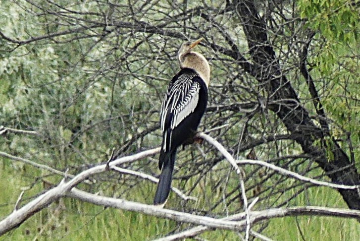 Anhinga - ML637021711
