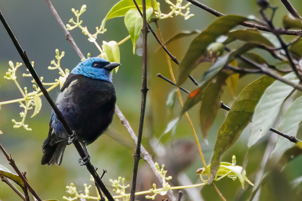 Tangara Cabeciazul - ML637021807