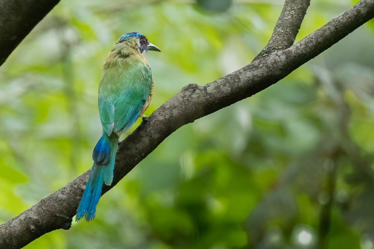 Andean Motmot - ML637021912