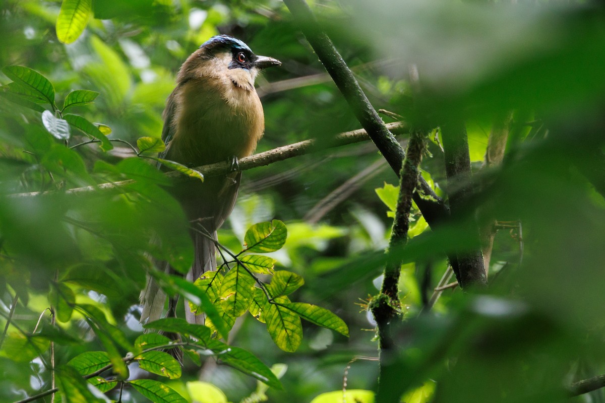 Andean Motmot - ML637021913