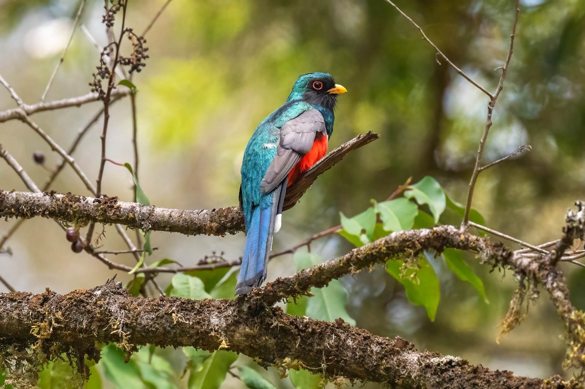Mountain Trogon - ML637022008