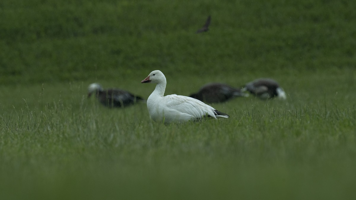 ハクガン - ML637022111