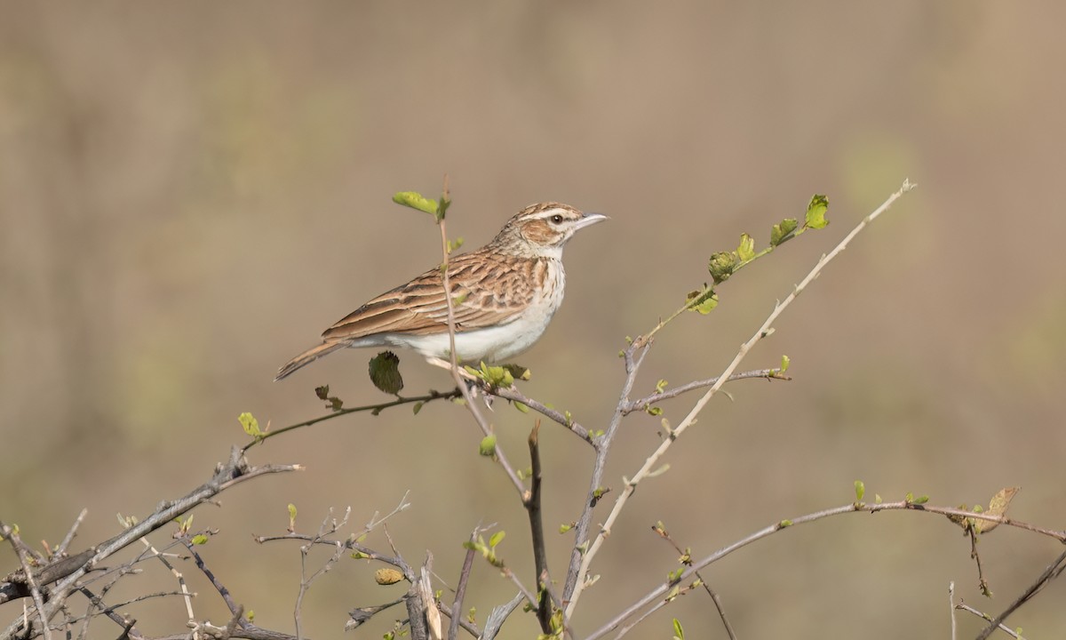 Fawn-colored Lark (Foxy) - ML637022112
