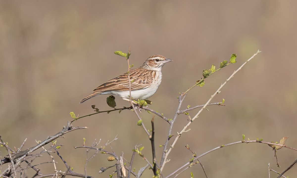 Fawn-colored Lark (Foxy) - ML637022113