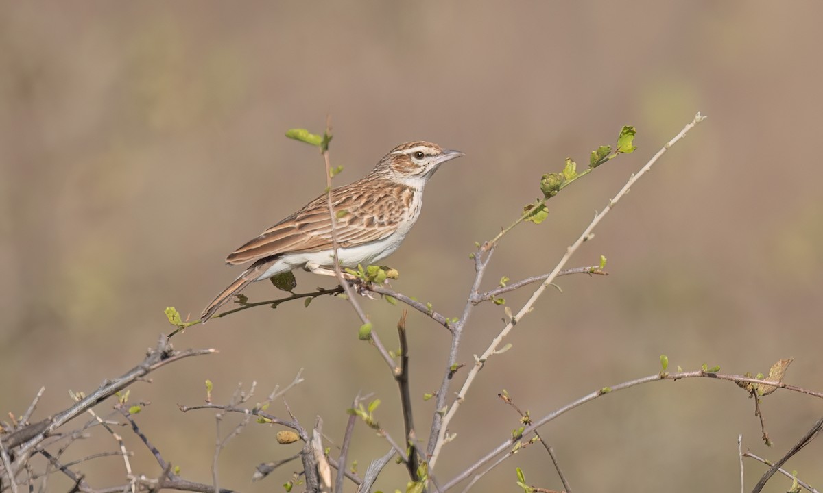 Fawn-colored Lark (Foxy) - ML637022114