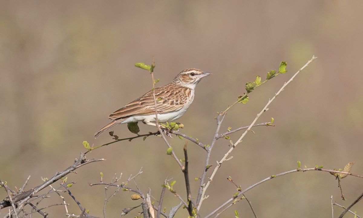 Fawn-colored Lark (Foxy) - ML637022115