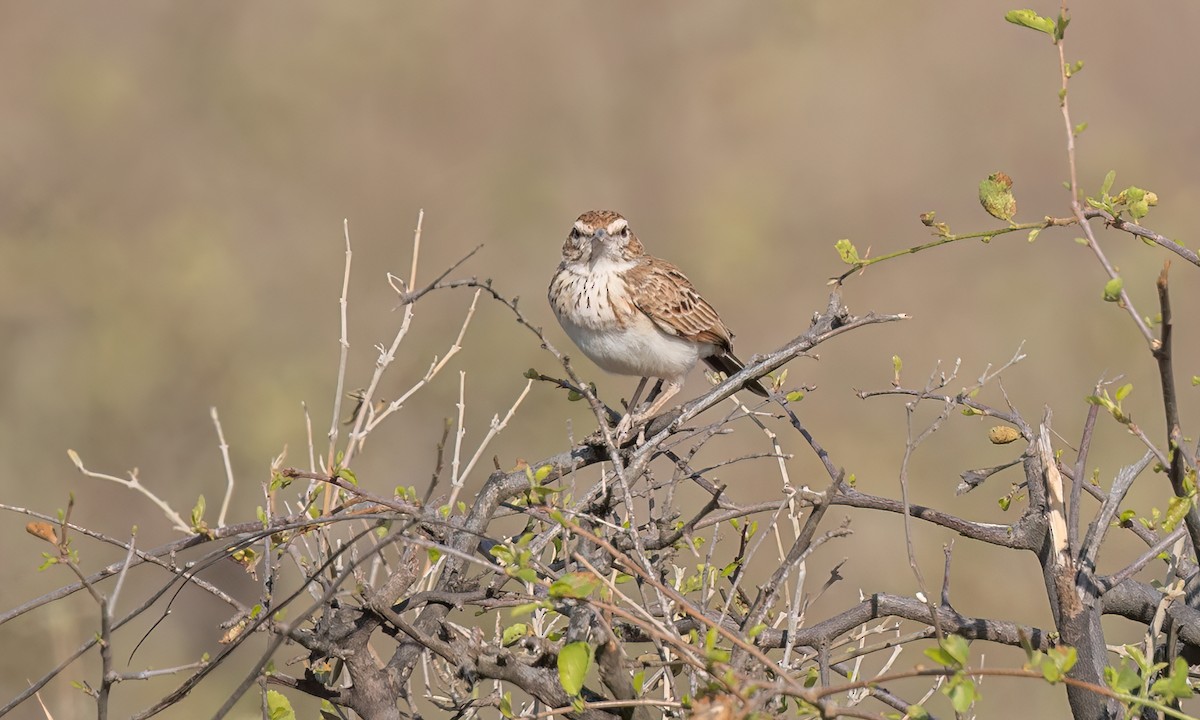 Fawn-colored Lark (Foxy) - ML637022116
