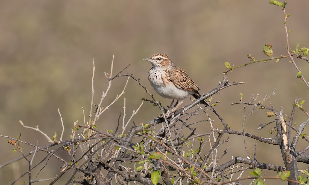 Fawn-colored Lark (Foxy) - ML637022117