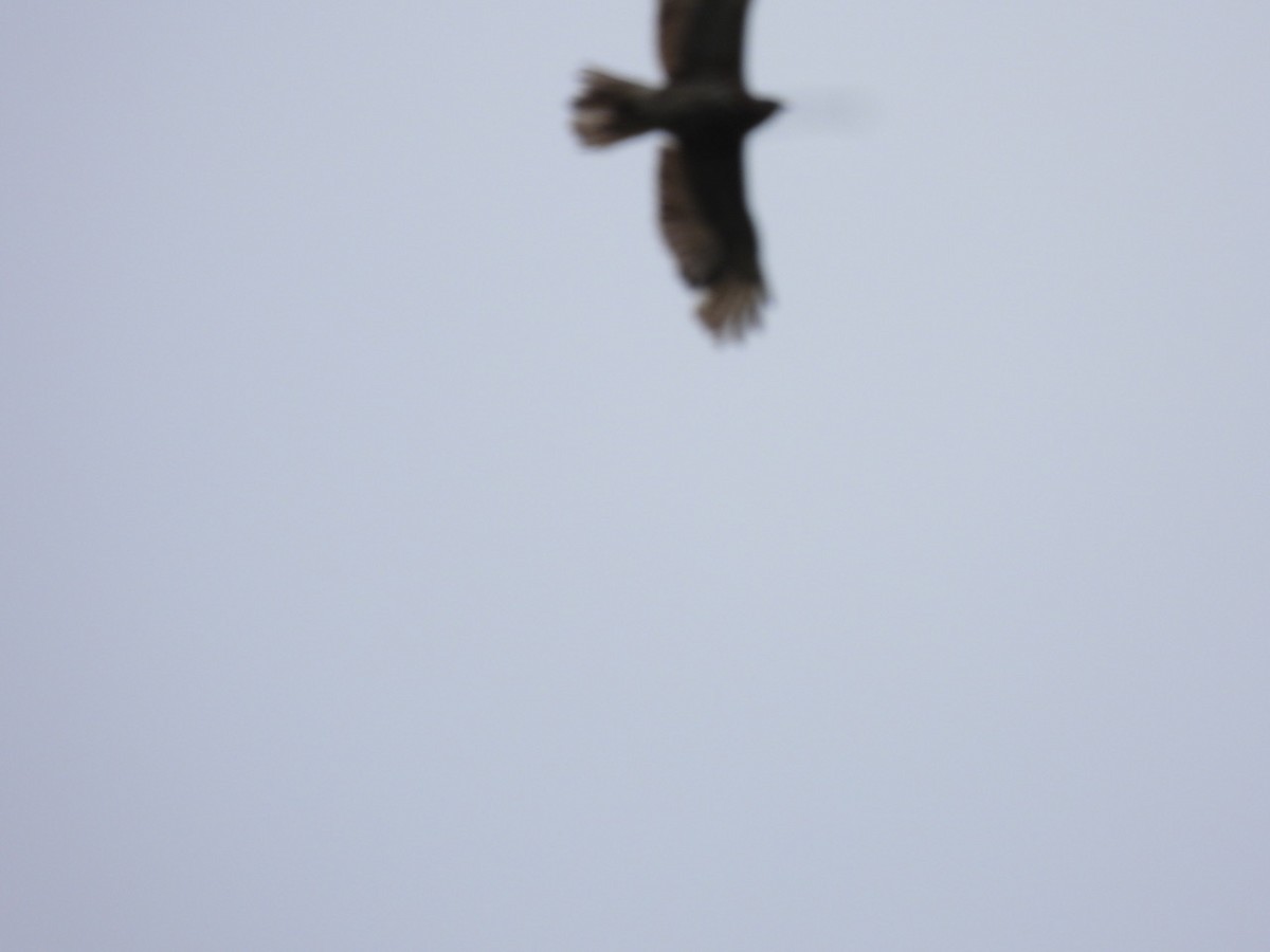 Buteo sp. - ML637022220