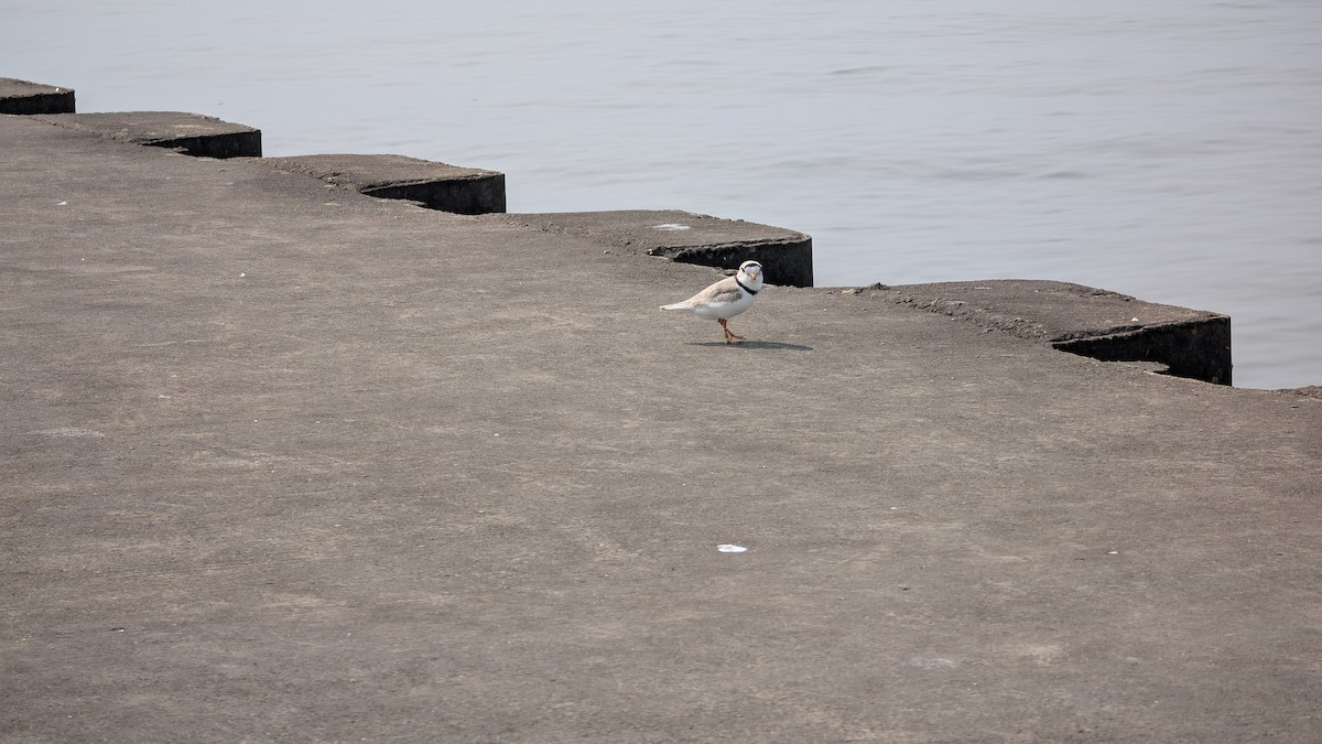 Piping Plover - ML637022225