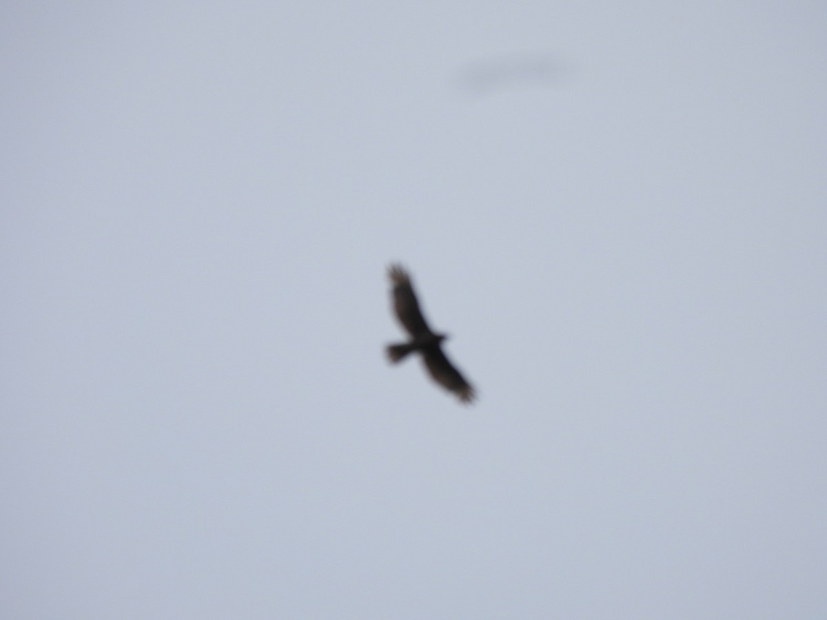 Buteo sp. - ML637022234